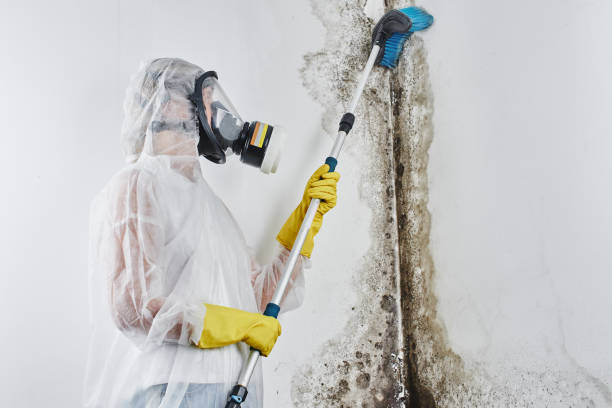 Best Insurance-Related Mold Remediation in Beloit, KS