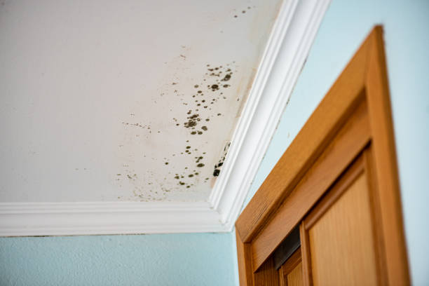Professional Mold Remediation in Beloit, KS