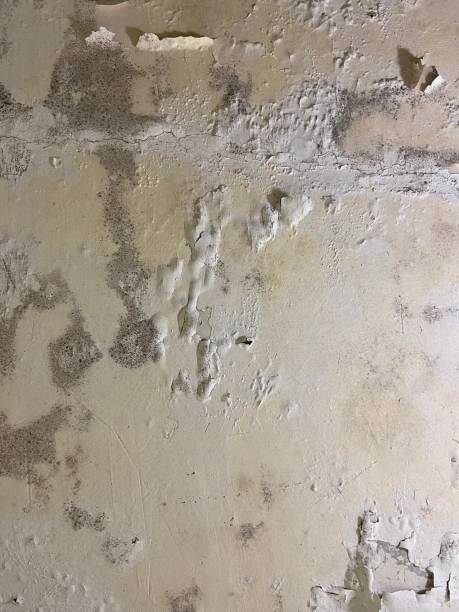 Best DIY Mold Remediation Support Services in Beloit, KS