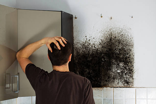 Best Black Mold Remediation in Beloit, KS